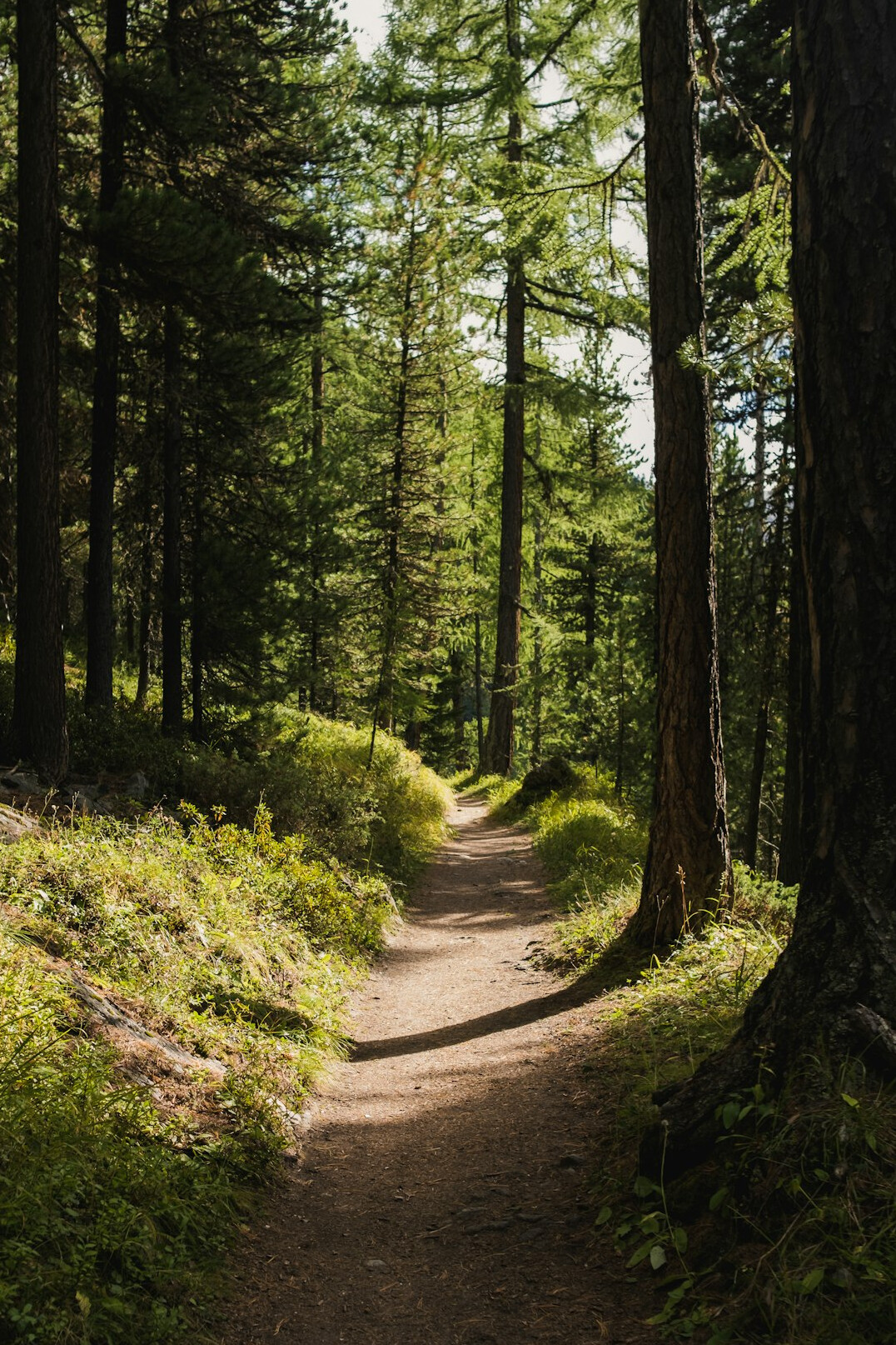 Sunlit forest trail with tall trees