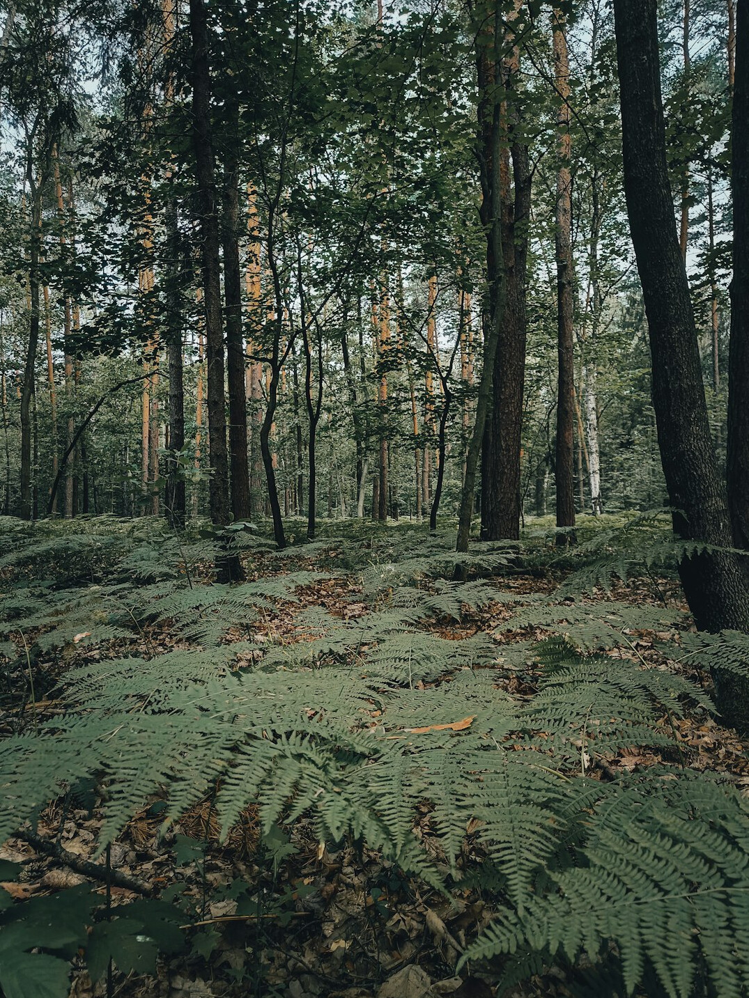 picnic in polish forest